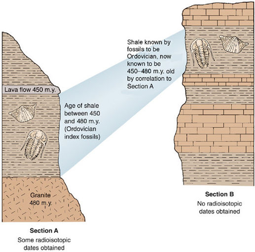 how is carbon dating used to estimate the age of fossils