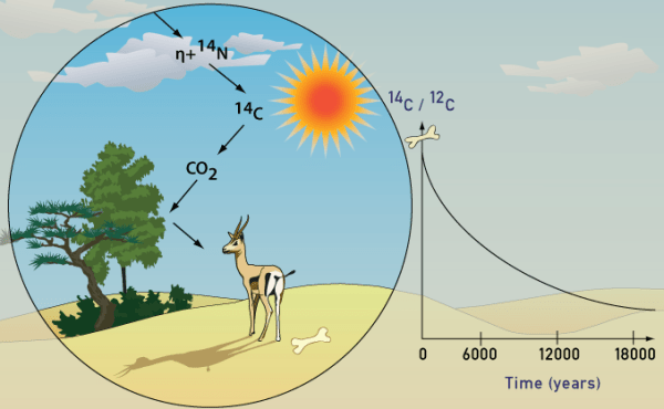 Can radiocarbon dating be used to determine the age of a dinosaur bone